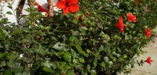 Reproduction, cultivation and care of garden hibiscus