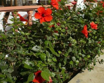 Reproduction, cultivation and care of garden hibiscus