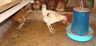 Kelebihan dan kekurangan lantai di rumah ayam, dari apa dan bagaimana melakukannya sendiri