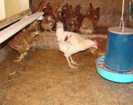 Kelebihan dan kekurangan lantai di rumah ayam, dari apa dan bagaimana melakukannya sendiri