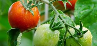 Penerangan mengenai varieti tomato Boleh naik dan ciri-cirinya