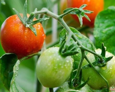 Description de la variété de tomate Rose May et de ses caractéristiques