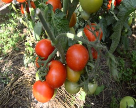 Eigenschaften und Beschreibung der Tomatensorte Snow Tale