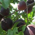 Description de la variété d'abricots Black Velvet, avantages et inconvénients, plantation et entretien