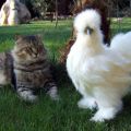 Names and descriptions of the best furry chicken breeds, their content and how to choose