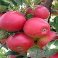 Description et caractéristiques de la variété de pomme cerise, plantation et culture