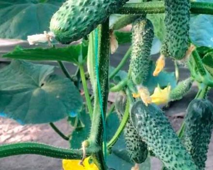 Description of the variety of cucumbers Lyutoyar, features of cultivation and care