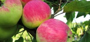 Description of the Persianka apple variety, yield characteristics and growing regions