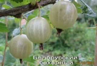 Description of the gooseberry variety Belarusian sugar, planting and care