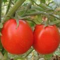 Description of tomato variety Success, characteristics and recommendations for growing