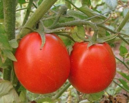 Description de la variété de tomate Succès, caractéristiques et recommandations pour la culture