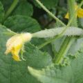 Why cucumbers grow poorly in open ground and in a greenhouse, what to do