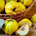 Why is quince so useful for the human body, indications and contraindications