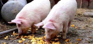 How long does a pig grow before slaughter and factors affecting speed, when can you cut