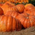 Descripción de variedades de calabaza de miel, sus características y rendimiento.