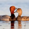 Species and descriptions of wild ducks, their habitat and how they breed and what they eat