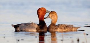 Species and descriptions of wild ducks, their habitat and how they breed and what they eat