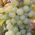 Description and characteristics, pros and cons of Krasa Severa grape varieties and growing rules