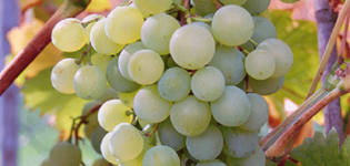 Description and characteristics, pros and cons of Krasa Severa grape varieties and growing rules