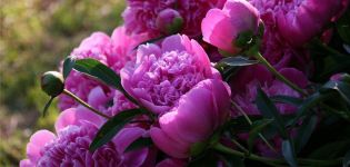 Planting, growing and caring for peonies in the open field, agricultural technology