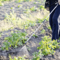 Instructions for using the remedy for the Colorado potato beetle Beetle-eater