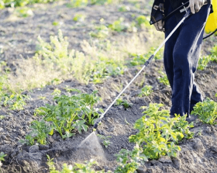 Instructions pour l'utilisation du remède contre le doryphore de la pomme de terre