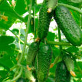 Step-by-step instructions on how to properly form cucumbers in a greenhouse and open field