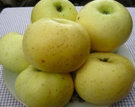 Description de la variété de pomme à sucre jaune et rendement, histoire de la sélection et régions de culture