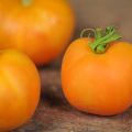 Characteristics and description of the tomato variety Peach, its yield