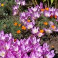 Plantation et entretien des crocus d'automne (colchicum) en plein champ