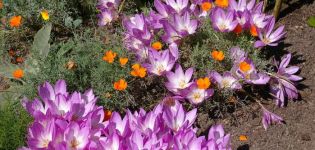 Menanam dan merawat crocus musim gugur (colchicum) di ladang terbuka