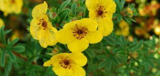 Plantar, cultivar y cuidar el cinquefoil, como y cuando cortar