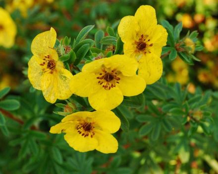 Plantar, cultivar y cuidar el cinquefoil, como y cuando cortar