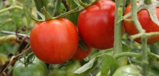 Description of the tomato variety Noble Fat Man f1