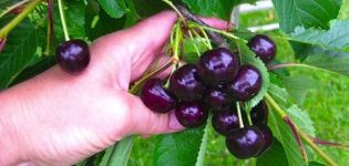 Description of the variety and characteristics of the Raditsa cherry, cultivation and care