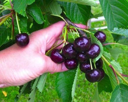 Descripción de la variedad y características de la cereza Raditsa, cultivo y cuidados