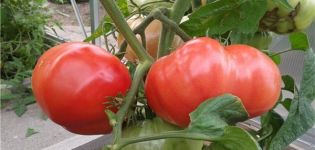 Characteristics and description of the tomato variety Russian Bogatyr