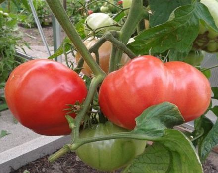 Características y descripción de la variedad de tomate Russian Bogatyr.