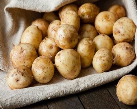 The benefits and harms of young potatoes, how to germinate and when to plant