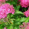 Plantación y cuidado de spirea en casa, reproducción, poda y trasplante.