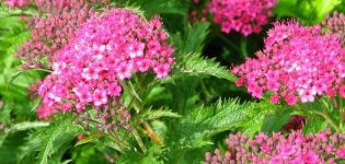 Plantación y cuidado de spirea en casa, reproducción, poda y trasplante.