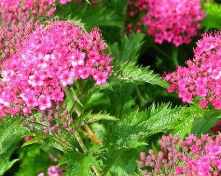 Plantación y cuidado de spirea en casa, reproducción, poda y trasplante.