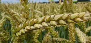 Review and description of popular herbicides for treating wheat from weeds