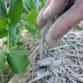 How to feed peppers with ash in a greenhouse and open field