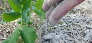 How to feed peppers with ash in a greenhouse and open field