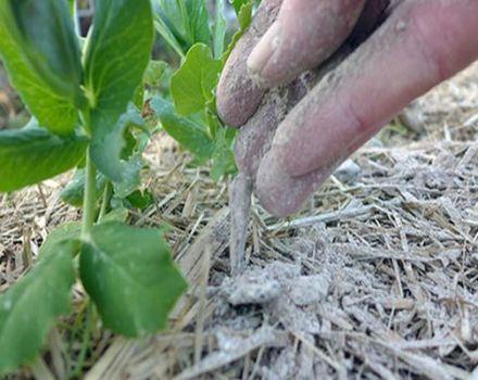 Comment nourrir les poivrons avec de la cendre dans une serre et en plein champ