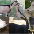 Tujuan anting-anting di leher kambing dan baka apa yang memilikinya