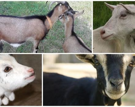 Purpose of earrings on the neck of a goat and what breeds have them