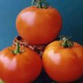 Ciri-ciri varieti tomato Vologda F1 yang sedang berkembang dan keterangannya