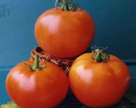 Características del cultivo de variedades de tomate Vologda F1 y su descripción.